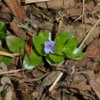 Bacopa lanigera (Cham. & Schltdl.) Wettst.